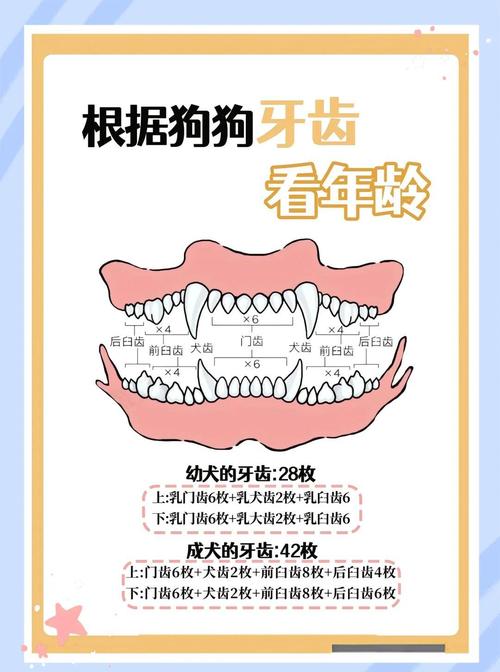 狗狗年龄怎么算