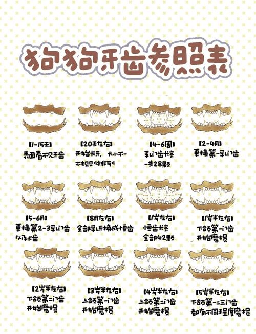 捡来的狗狗怎么看年龄