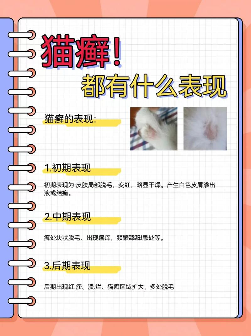 猫咪长癣怎么处理,猫藓要隔绝吗?