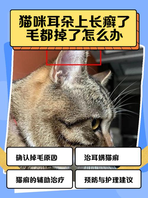 猫咪耳朵上长癣了毛都掉了怎么办