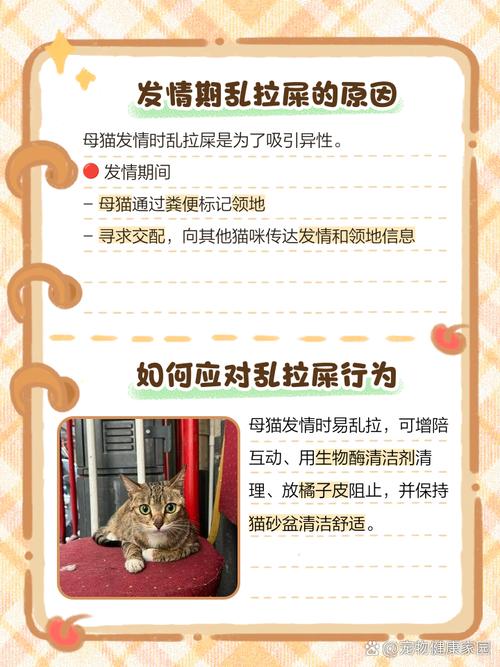 猫咪老是乱拉屎的原因及处理方法