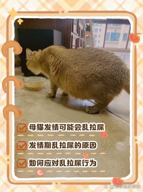 猫咪突然在家里乱拉屎