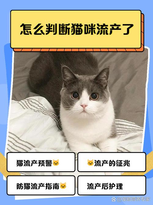 怎么判断猫咪流产了