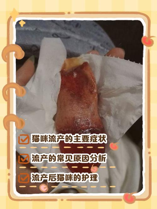 母猫流产是什么症状