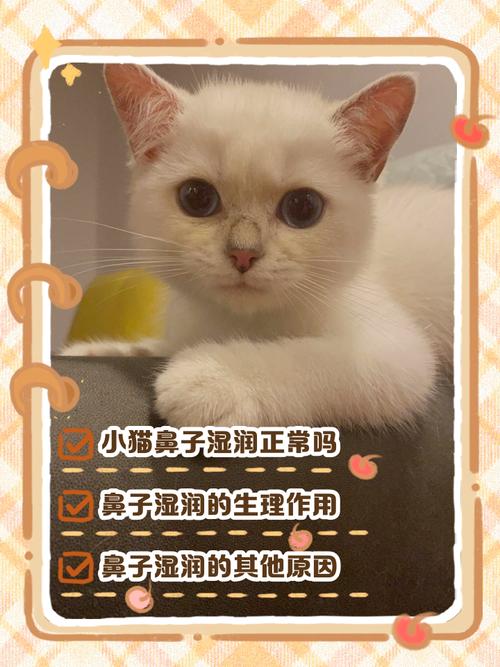 猫咪鼻子不湿润了是怎么回事