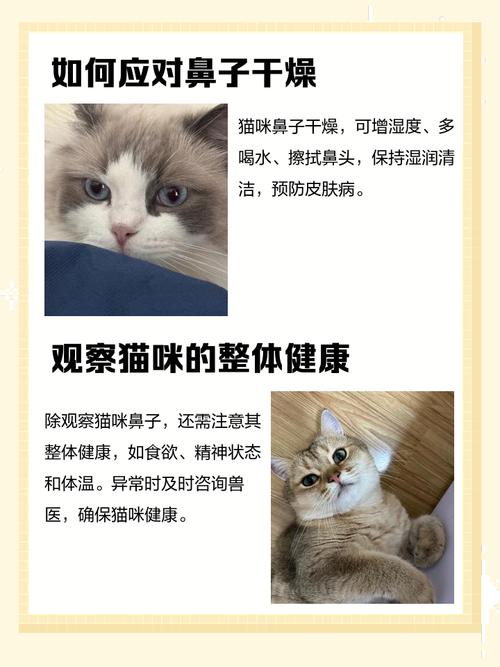 小猫的鼻子不湿润是怎么回事儿?