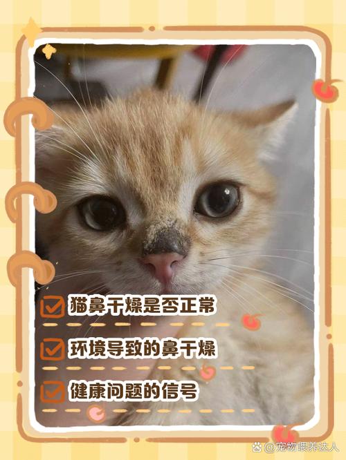 如何能让猫咪的鼻子保持湿润?