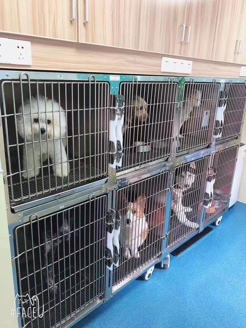 狗狗寄养在宠物店好吗