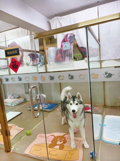 寄养狗狗一天怎么收费