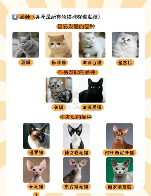 猫咪发腮是什么意思?