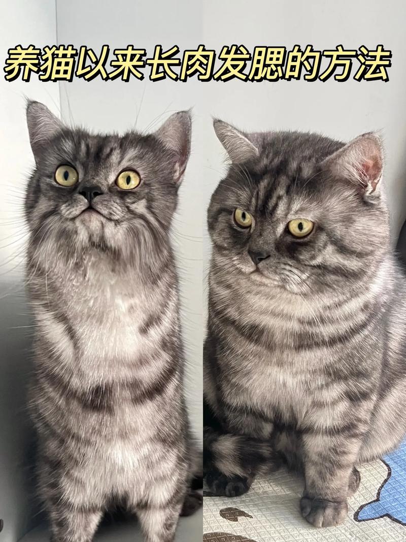 猫发腮是什么意思