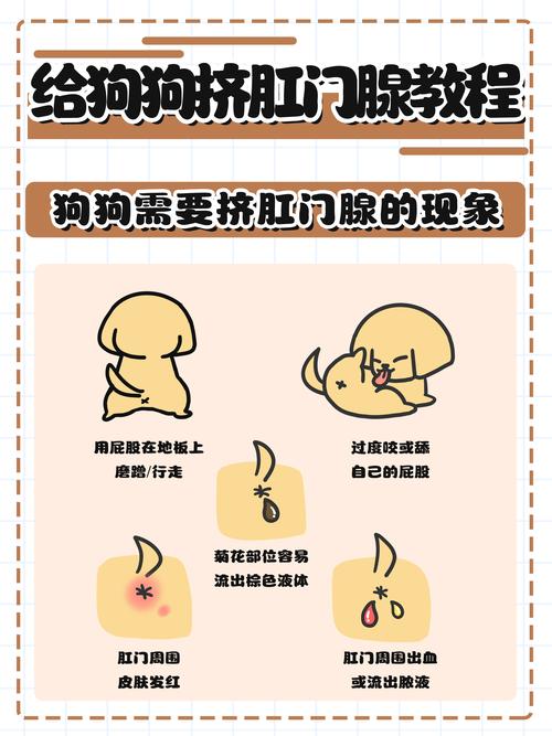 记住,如果你的狗狗大便正常,请不要频繁挤它的肛门腺!