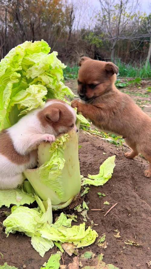 狗狗能吃什么蔬菜