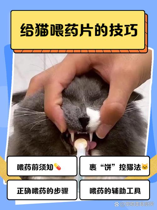 如果猫咪生病不肯吃药,可以试试这四种方法