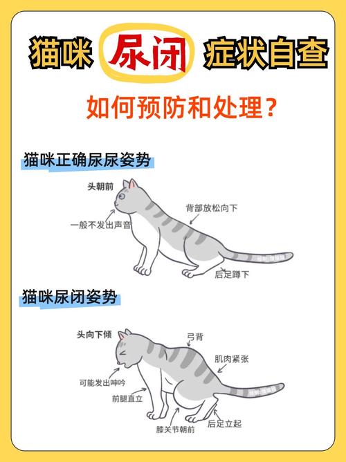 猫咪冠状检测ct2000多严重吗