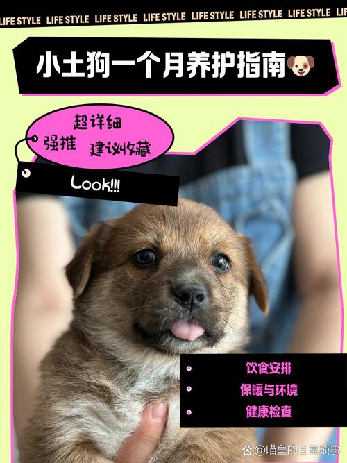 幼犬到家要注意新手铲屎官绝对要知道!_