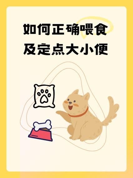 如何正确喂食及定点大小便