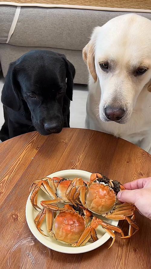 小狗吃了螃蟹怎么处理