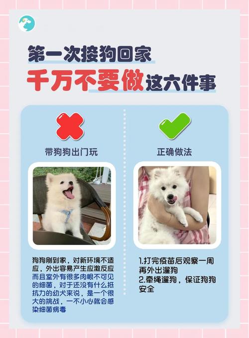 叫顺风车托运狗狗安全吗