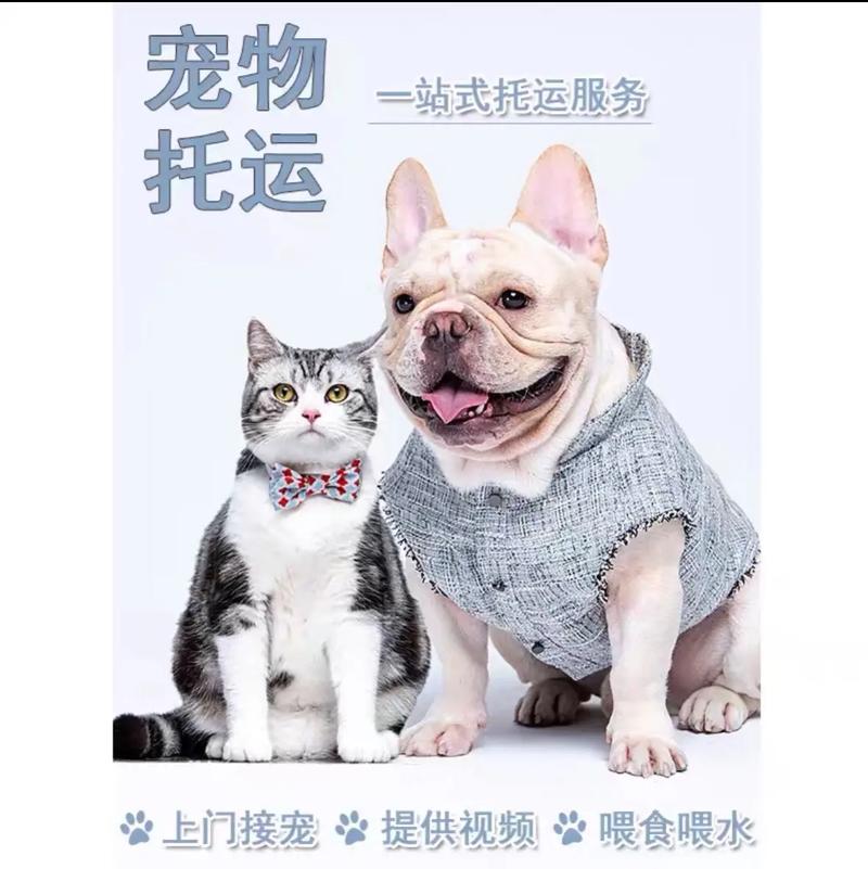 狗狗托运费一般多少钱