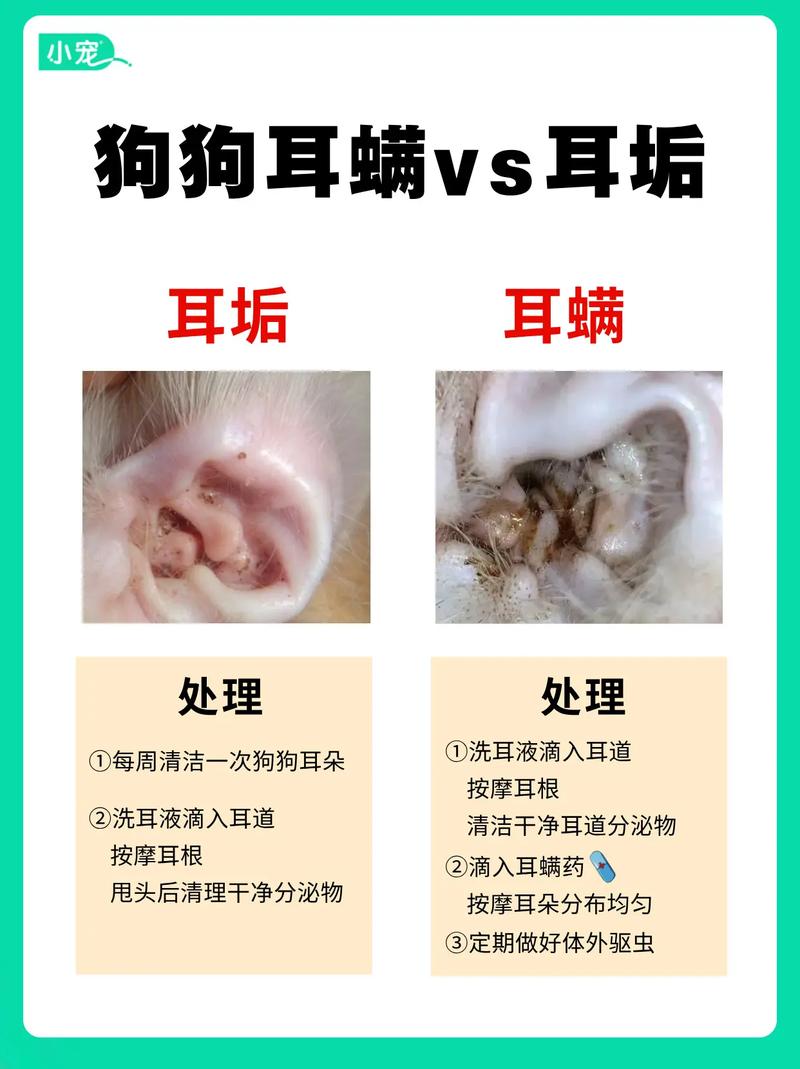 狗狗得了耳螨最明显的症状
