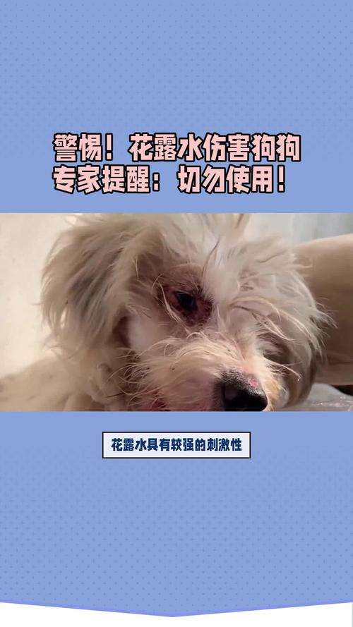 能给狗狗喷花露水吗