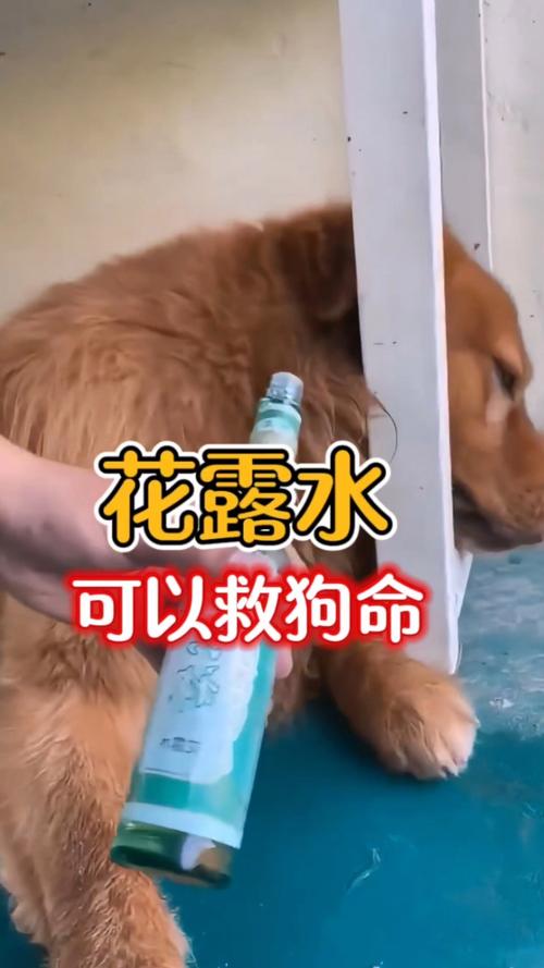 地上喷什么防止狗尿