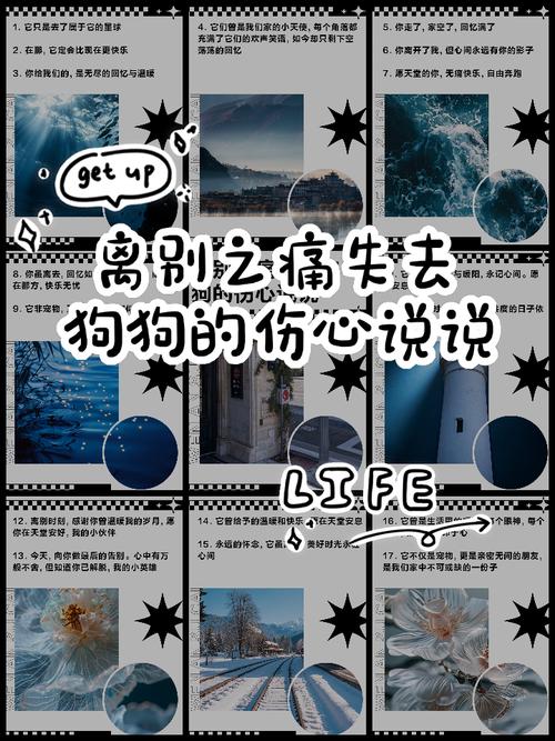 狗狗想念主人的表现,看完赶紧陪陪它吧