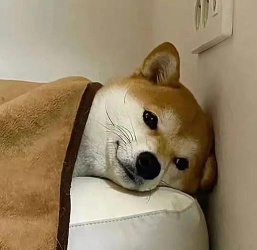 狗狗为什么想主人