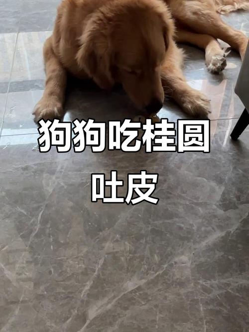 狗狗吃龙眼会怎么样?