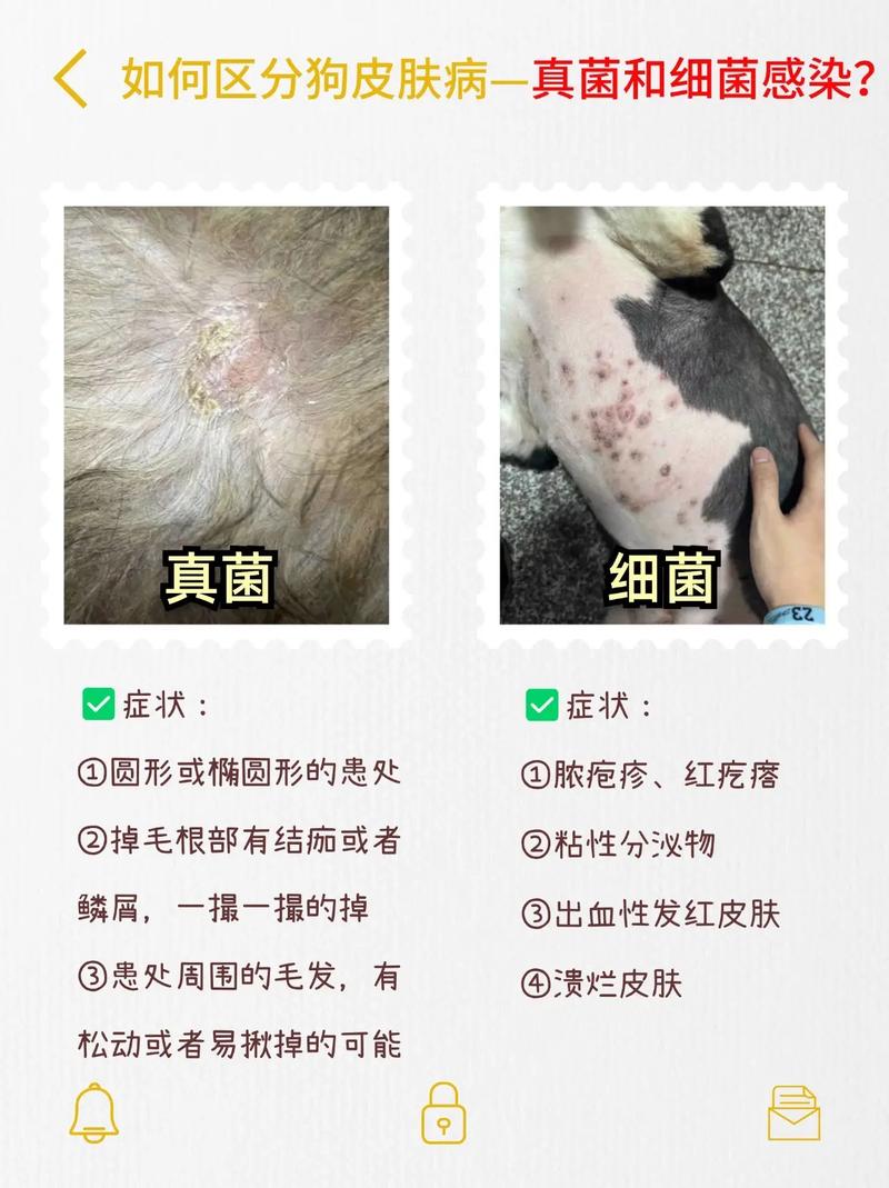如何判断狗的皮肤病是由细菌感染还是真菌感染引起的?