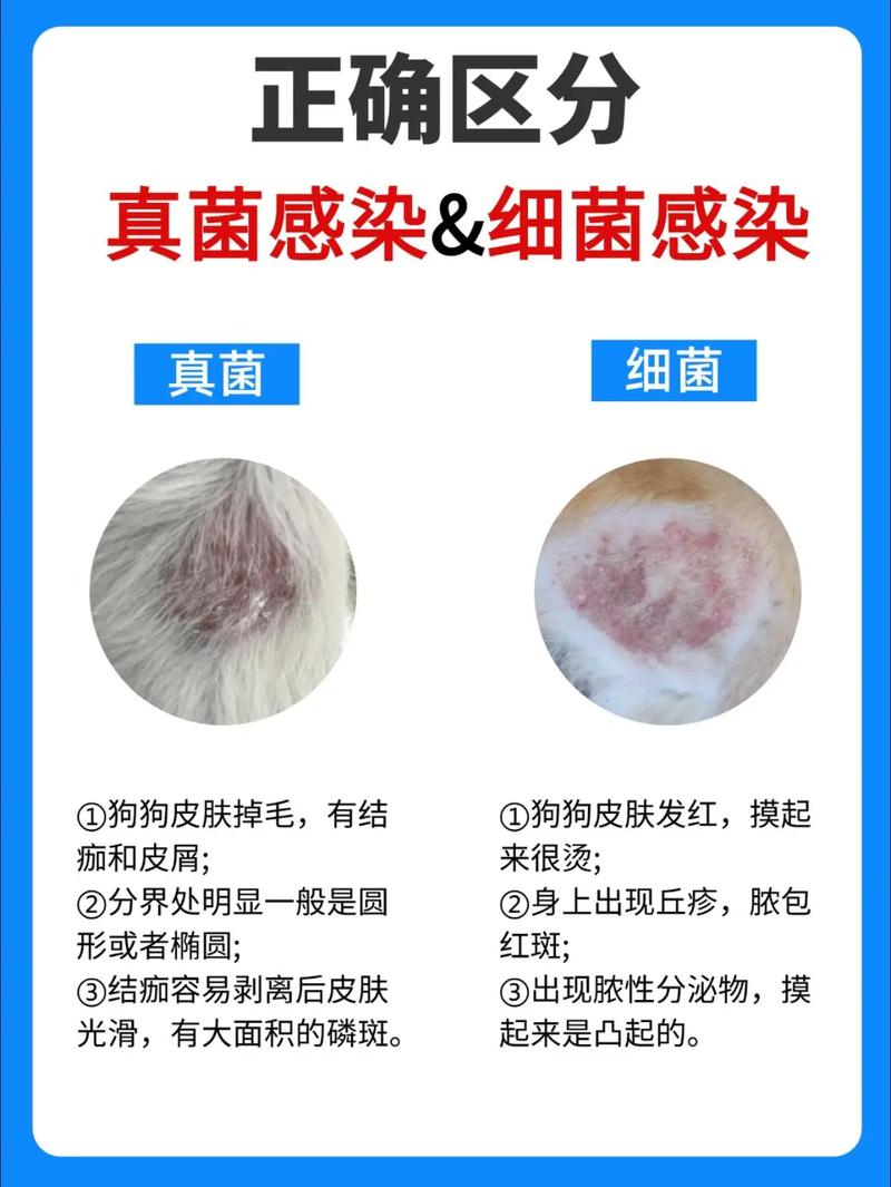 狗狗真菌皮肤病有什么症状?