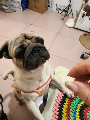 狗狗能吃豆奶粉吗