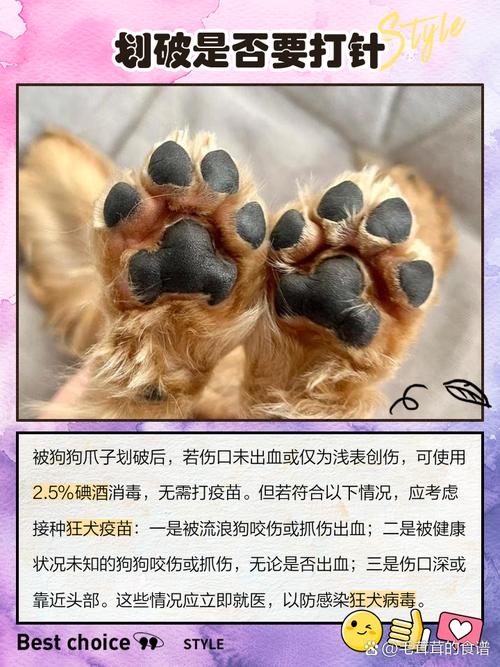 狗狗脚划伤出血止不住怎么办