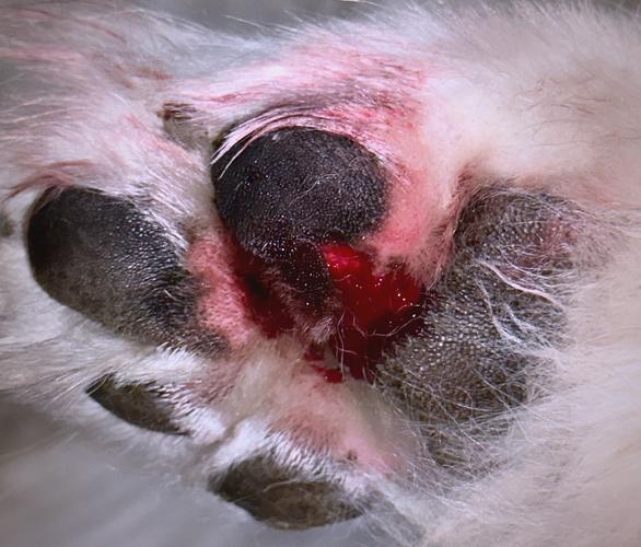 给2个多月的狗狗洗澡时被狗爪子划伤了要紧吗?