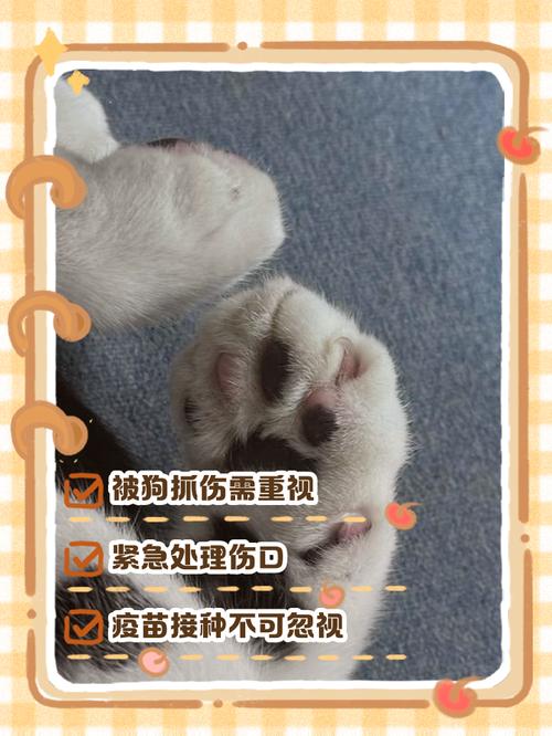 狗狗脚掌被划伤了怎么办?