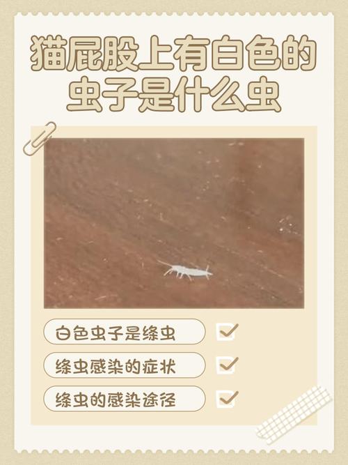 猫屁股有白色的虫子是什么虫