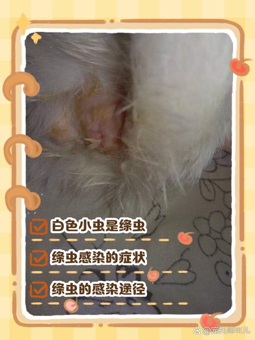 猫猫的屁股里爬出来一节一节的白色的虫,吃了拜耳之后依然有,怎么办