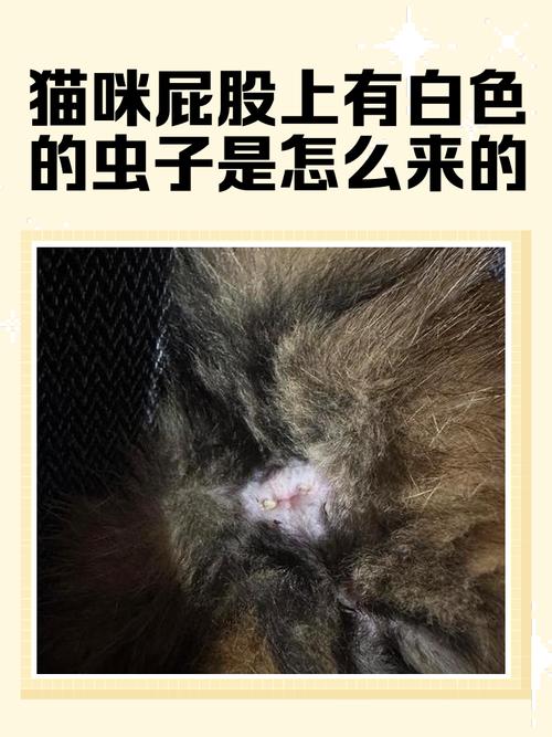 猫咪屁股上有白色的虫子是怎么来的