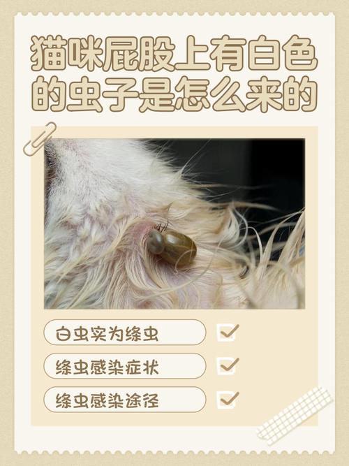 今天看到小猫屁股上有几条白色会蠕动的虫子,是什么虫,该怎么办?