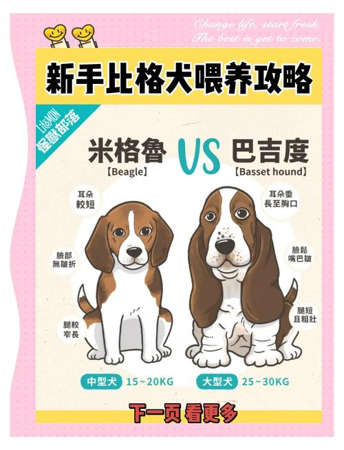 狗狗不同的生理阶段该怎么喂才会更长寿?