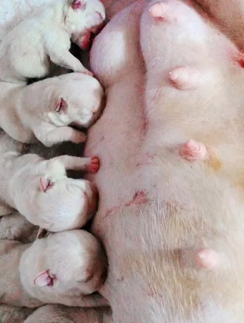 母狗哺乳期能离开小狗多长时间?