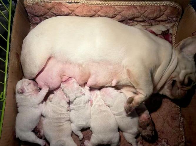 狗狗生了小狗后什么时候可以绝育?