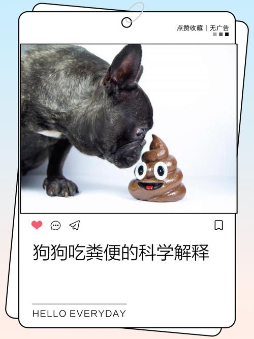 让狗狗和坏习惯拜拜——吃垃圾、吃屎