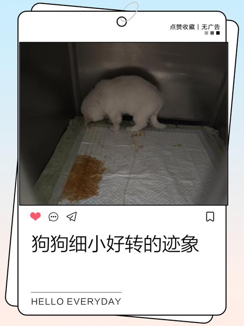 狗狗得细小好转的征兆都是什么