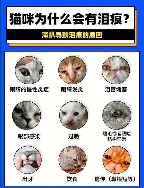 猫咪有泪痕是什么原因导致的