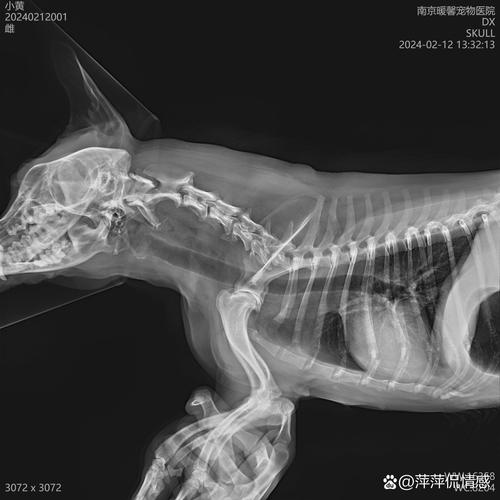狗狗吃鱼刺卡住的症状