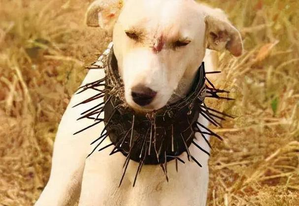 狗被鱼刺卡住什么症状