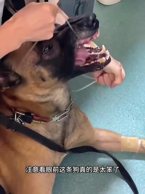 怎么判断狗被鱼刺卡住