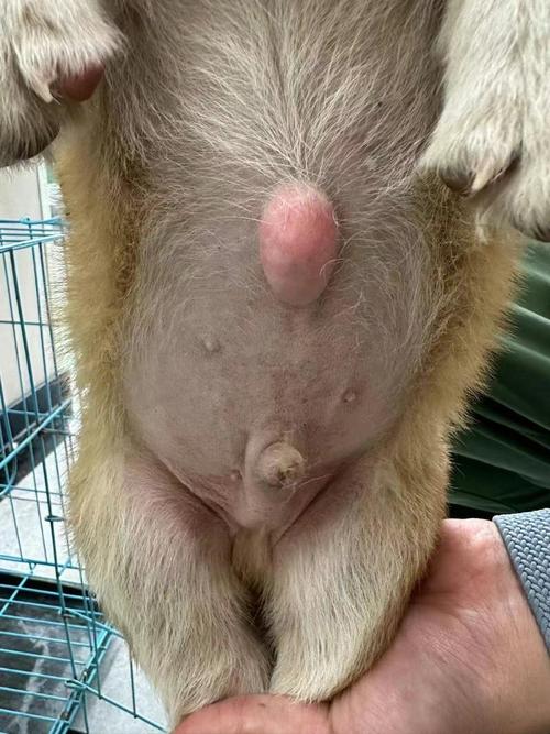 小狗有脐疝问题大不大